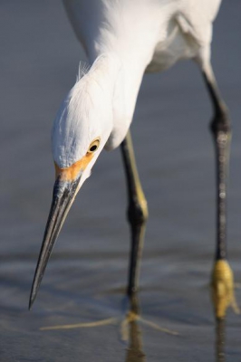 Gemaakt tijdens een wandeling langs de San Diego River, bij een klein beschermd gebiedje midden in de stad daar.