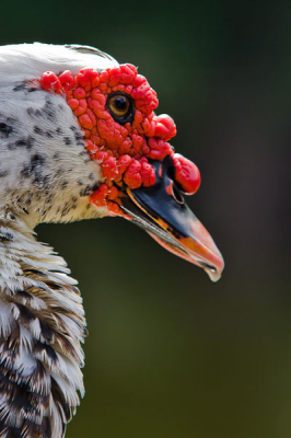 I would like to know the name of this bird ? I could not find it in your database of South Americe/ central  America so Ithought it could be a win-win