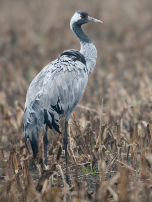 Stilstaande kraanvogel gefotografeerd op Tv 1/50,Av5.6 iso500.