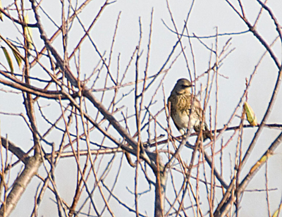 Wie weet wat dit is? Vogel gefotografeerd in de duinen bij den haag.