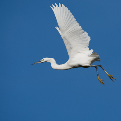 Een zilverreiger in de vlucht, foto genomen vanuit de wagen. Niet zo simpel om met de felle zon het wit niet uitgebrand te hebben, hier is nog detail te zien in de vleugels.