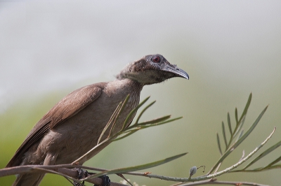 Ook weer uit de australi reeks. Niet een echt mooie vogel, maar wel een aparte met die kale kop doet hij me denken aan een miniversie van een gier. Bleef mooi rustig zitten.