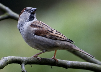 Bijna nooit laten ze zich in de tuin zien. Nu waren ze zomaar met z'n vieren. Hier komt de krachtige snavel en de zwate keel van de man mooi tot uiting.