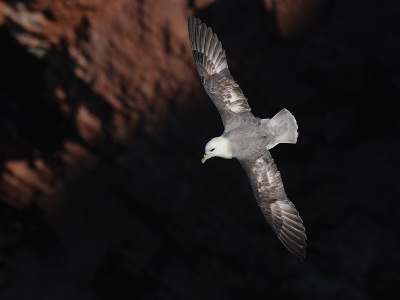 Tijdens mijn debuut op Helgoland dit jaar vond ik dit toch wel de grootste uitdaging. Deze prachtige vogels zeilden praktisch niet boven de kliffen uit, waardoor je veel naar beneden moest fotograferen. Lastig wat betreft belichting in verband met de grens van schaduw en licht, maar ook wat betreft houding waarbij alles even op zn plaats moet vallen. Het origineel was iets overbelicht, maar dat heb ik gecorrigeerd in het RAW-bewerkingsprogramma. Heb de foto gemaakt uit de hand met een 500 mm.