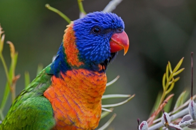 Eerste ochtend dat we in australi waren. we stapten onze hotelkamer uit en werden overvallen door alle nieuwe vogelgeluiden, kleuren.... alles. Deze prachtig gekleurde papagaaiachtigen vlogen je zowat voor het hoofd, zo druk bezig met zoeken naar de lekkerste knoppen, bloemen ect... Opvallend dat veel vogels helemaal niet bang waren, je kon vaak behoorlijk dichtbij komen. Zo ook bij deze.