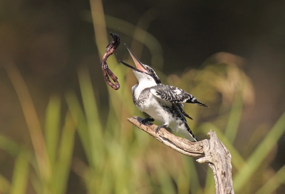 De foto is genomen vanuit de Lake Panic bird hide in het Kruger National Park . De ijsvogel heeft een worm of iets dergelijks en gooide deze in de lucht waarna de worm in het water viel.
