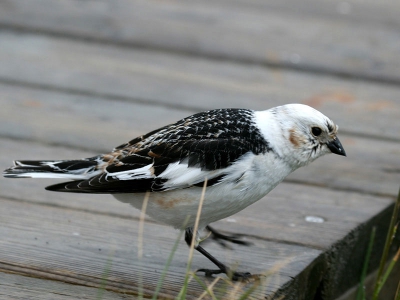 Bij het ijsmeer op IJsland zag ik een tweetal witte vogels vliegen. Het bleken sneeuwgorzen te zijn; ik dacht dat de n een jong was, tot deze probeerde het mannetje te verleiden tot een paring. Afstand ongeveer 4 meter.