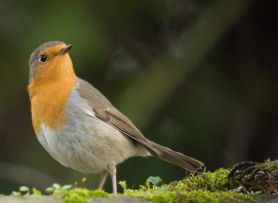 Deze kleine is goed bezig zich heer en meester te maken van het dak van het tuinhuis.  Iedere andere vogel moet wijken.