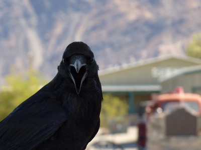 We waren aan het genieten van een chocolade ijsje in Stovepipe Wells (Death Valley). Door de hitte smolt het het al snel op de grond.  Deze raaf was niet de enige die daarop afkwam :)