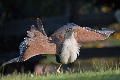 Heerlijk heel vroeg in de ochtend bij een billabong en het stikt er dan van de vogels. Meesten zijn dan of aan het poetsen of aan het eten.Je kon goed dichtbij komen verbaasde me iedere keer weer dat de vogels zo weinig schuw waren. Deze trap was net klaar met poetsen en was toen aan het "poseren".