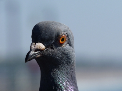 Deze duif zat zo mooi te poseren op de Santa Monica Pier. Ik kon heel dicht bij hem komen (hij vloog nog net niet weg) en heb zo deze macrozoom foto gemaakt. Het oranje in zijn oogje lijkt net stuifmeel. :)