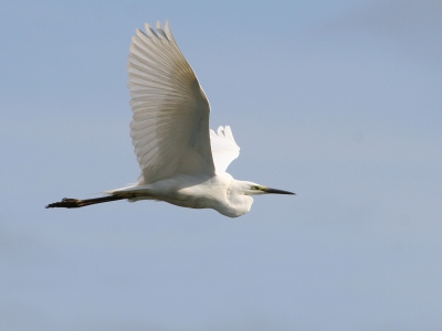 Uren lang zijn het onbereikbare stipjes en dan ineens vliegen ze op en draaien ze je richting uit en leveren een kans op een leuke plaat! 

1/800, 10.0, ISO 200, 400mm.