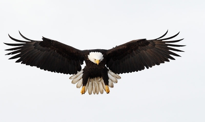 Jarenland zijn deze arenden in de winter gevoerd door de "Eagle Lady" in Homer met als gevolg dat zij in de winter niet meer weg trokken. Misschien onnatuurlijk maar wel fantastisch om veel arenden bij elkaar te zien. Jean Keene is dit jaar overleden en het is inmiddels voor een ieder verboden om binnen de stadsgrenzen van Homer arenden te voeren. De grote vraag is nu hoe de arenden deze winter zullen reageren.