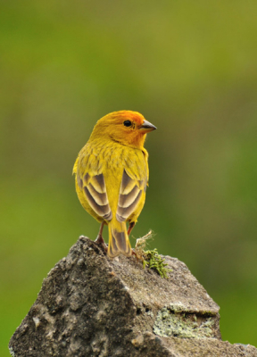 Tijdens mijn vakantie werd ik elke ochtend 'te vroeg' gewekt door een vrolijk deuntje. De boosdoener was deze Saffraanvink.