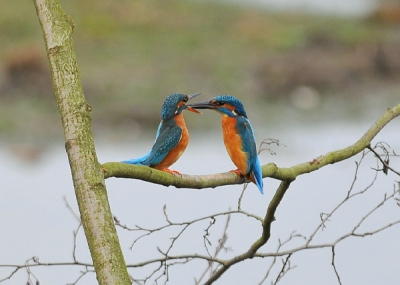 'n heerlijk moment!..heel mooi om zien... een verliefd koppeltje zomaar voor de lens!!