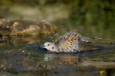 Placing a hide next to a drinking pool for cattle was very productive. Amongst others this Turtle Dove came for a quick refreshing morning bath. I considered myself very lucky to catch this photo in great light conditions especially since this species is quite shy normally .