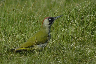 Na wat sluipwerk eindelijk een voor mij aanvaardbare foto van een groene specht kunnen nemen.
Helaas mag je op die plek (Solleveld) geen schuiltentje plaatsen, maar ik ga zeker terug om 'm (of haar?) met mijn morgen te ontvangen Bigma op de gevoelige plaat te proberen te zetten.
Nikon D70, Sigma 70-200 + 1,4x TC.