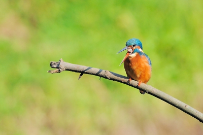 Dit zijn de eerste foto's die ik hier op birdpix plaats.
Ik ben vaak onder de indruk van de kwaliteit die ik hier aantref.
Deze serie van drie foto's van de ijsvogel met braakbal vind ik zelf wel mooi.

m.v.gr. Marcel vd Kerkhof.