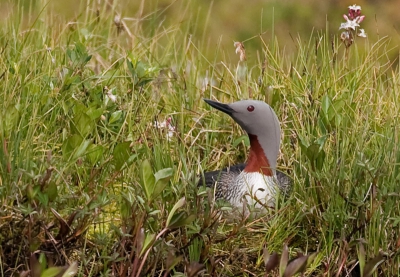 Deze Roodkeelduiker zat mooi aan de andere kant van het water, hierdoor een andere foto kunnen nemen dan een standaard foto.