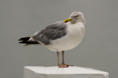 Ook van de meest ordinaire vogels kun je mooie portretten maken. Ik doe slechts een poging met de hoop op een redelijk resultaat.