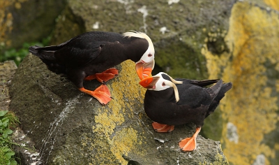 Deze twee Kuifpapegaaiduikers zaten aan elkaars snavel "te knabbelen".  De foto is genomen met een 300 mm lens.