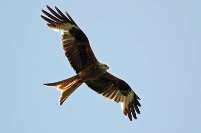 Samen met m'n ouders en zus was ik op vakantie in Schotland. Deze Rode Wouw heb ik gemaakt met de 70-300mm van m'n vader. Hij hing heel mooi in de lucht.