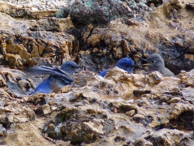 Op een rustige, regenachtige dag waren deze bluebirds lekker aan het spetteren in een regenplasje in de rotsen van de Grand Canyon.