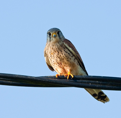 Foto van een tijdje terug, deze vogel zat van het ochtend zonnetje te genieten op de telefoondraad.