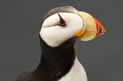 In Alaska komen twee soorten papegaaiduikers voor: de gekuifde en de gehoornde. Met wat geduld zijn ze redelijk te benaderen. Voor dit portret hing ik half over de rand.