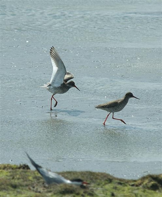 Het is weer druk op Texel. Veel enthousiaste vogelaars en ondanks de frisse wind en buien liefhebbende vogels. Deze Tureluur liep helaas een blauwtje.