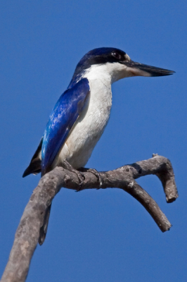 De Australische ijsvogels zijn in tegenstelling tot de onze veel minder schuw. ook zijn ze erg mooi en divers.van de australische soorten hebben we er 5 gezien waarvan dezen en de volgende mooi bleven zitten voor de foto