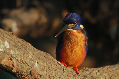 tijdens een vroege boottocht in Kakdu NP redelijk dicht bij deze prachtige ijsvogel kunnen komen en op de foto gezet. vond dit de mooiste van de 5 australische soordten die we gezien hebben