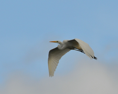 Alhoewel het weer niet meezat en weinig te beleven viel op de Luysen,liet deze grote zilverreiger toch een mooi plaatje van zich maken.