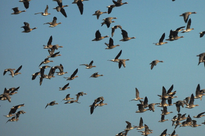 Geese fed on a field, paying no attention to our bus, then suddenly got off and flew away, a minute after we saw a white-tailed eagle.