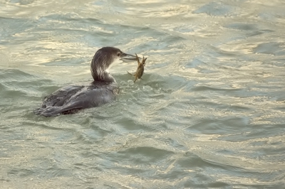 Met dit weer is een bezoekje aan de haven nogal voordehandliggend, en we waren niet de enige: daar stond al een groepje vogelaars te scopen. Dus lekker onorigineel heb ik er op los geschoten, met in de rug de opspattende golven en een gevaarlijk dreigende lucht. De ijsduiker had er geen probleem mee en graaide van tijd tot tijd een lekkere krab uit het water.