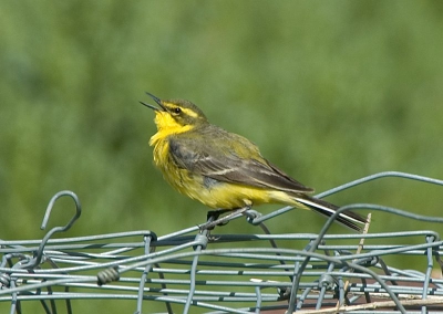 Deze vogel zit al een tijdje bij de wildroosters, gisteren voor het eerst zelf gezien en geplaat. Ik vraag me af of het een 'gewone' donkere Engelse Gele is of dat er iets hybride-achtigs aan de hand is. De vogel doet een beetje denken aan 'taivana', een extreem oostelijke (onder)soort. Meer plaatjes op http://hterhaar.photosite.com/