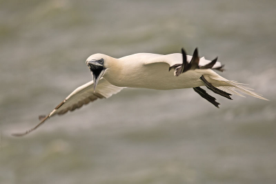 Vanaf een boot in de Noordzee deze foto van de Jan van Gent gemaakt. Wat een gave vogels zijn het zeg!

Gr. Arthur