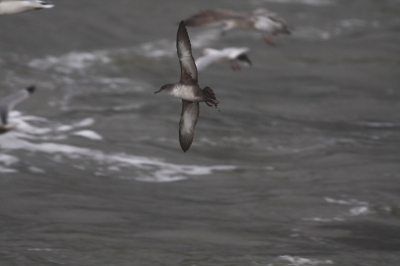 Tijdens de laatste pelagische tocht van Pterodroma ineens een vale pijlstormvogel achter de boot! Hoewel de golfslag behoorlijk was en het licht niet ideaal toch nog een leuke foto kunnen maken. Niet geweldig natuurlijk, maar voor deze soort...

Canon EOS 450D
Canon EF 400mm f5.6L USM
400mm
1/200
5.6
iso 400