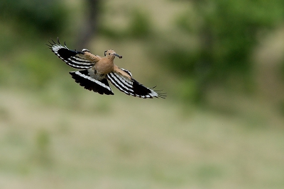 This Hoopoe used a similar route flying to and from a feeding ground which enabled me to wait for the right moment to take this picture.