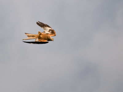 Afgelopen weekend de foto van de rode wouw geplaatst die mij aankeek. In mijn album staat er ook een die een draai inzet. De actie voor die draai is dus deze foto.....onderste boven! Het ging wel erg snel allemaal.