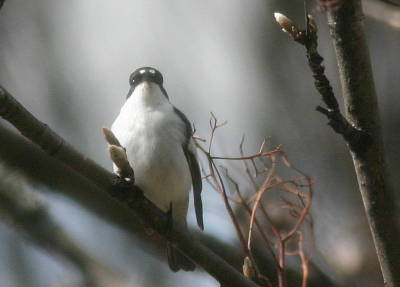 In een tuin langs een bosrand in Rauland, Telemark Noorwegen gefotografeerd.