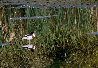 Deze foto is gedigiscoopd vanop een afstand van rond de 100m.  Ik heb pas nadien gezien hoe symetrisch de foto is en vond het een speciale compositie.  Wie die compositie niet leuk vind mag hem gerust omdraaien.