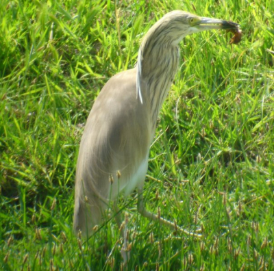 Deze Ralreiger plukte meerdere grote larven uit de oever van de East-River