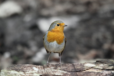Eindelijk mijn eerste foto op Birdpix. Ben benieuwd naar de reacties.