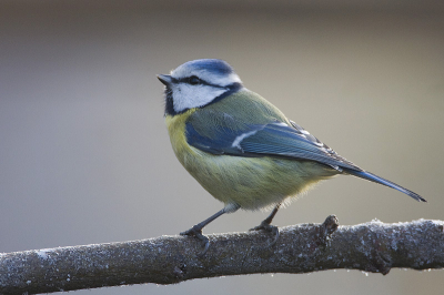 Ze blijven fotogeniek deze kleine meesjes. Het lijkt of ze met hun kleurige verenkleed voor de camera willen poseren. Foto is van vorig jaar