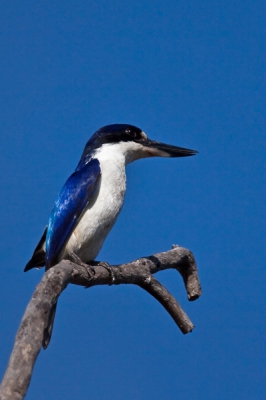 Van de 5 soorten ijsvogels die we gezien hebben deze twee goed op de foto kunnen zetten. Opvallend is dat ze minder schuw zijn als de nederlandse.