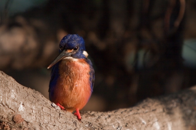 Dit is de tweede van de 5 ijsvogelsoorten die we zagen. Deze prachtig gekleurde zagen we tijdens een vroege bootocht op de yellow water in kakadu Np. We konden behoorlijk dichtbij komen zodat ik deze uit de hand kon fotofraferen.