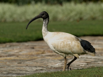 In Australi ben ik zulke mooie vogels tegengekomen, ik wil er gewoon een paar laten zien. Deze ibis kwam ik tegen bij een fontein midden in Sydney, en eventjes showen wilde hij/zij wel.