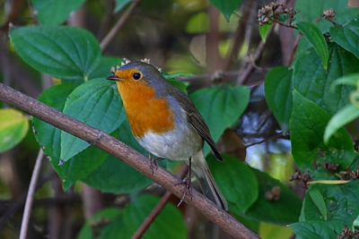 The Robins are winter visitors for the cities. Then you hear everywhere its characteristic "tsip tsip".They oft sing also very weel.Thatswhy some people tehy call it the "winternightingalle"