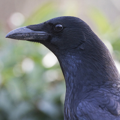 Het valt niet mee om een goed portret van deze geheel zwarte vogel te maken. Omdat het oog ook nog zwart is, moet daar wel een 'twinkeling' in zitten, anders wordt de foto erg saai. Deze kraai stond er statig bij.